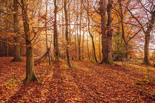 Autumn Glow - Callaly Northumberland