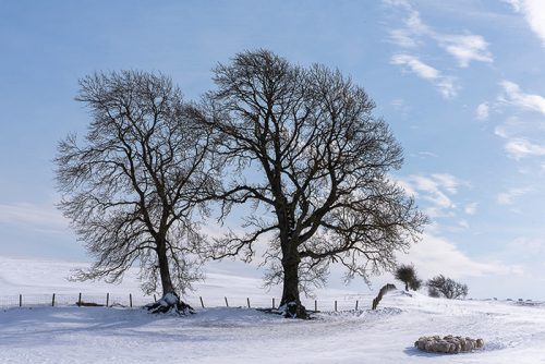 Huddled for warmth - Winter in Northumberland